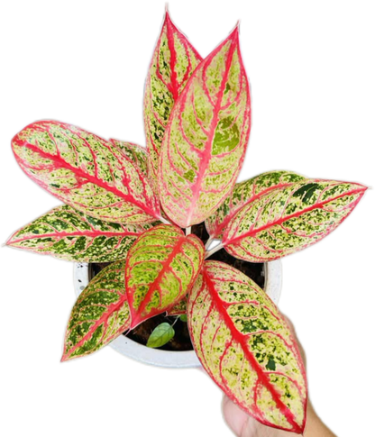 Aglaonema “Diana” Wholesale Set of 10 Plants 