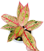Aglaonema “Diana” Wholesale Set of 10 Plants 