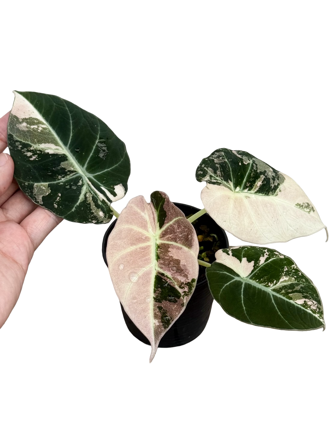 Buy Alocasia 'Pink Velvet' (Black Velvet … | Thailand Export