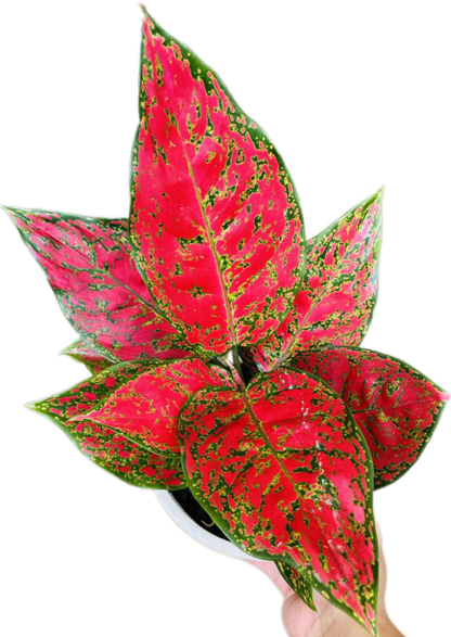 Aglaonema “Daeng Mongkol” (Red Lucky Aglaonema) Wholesale Set of 10 Plants
