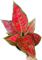Aglaonema “Daeng Mongkol” (Red Lucky Aglaonema) Wholesale Set of 10 Plants