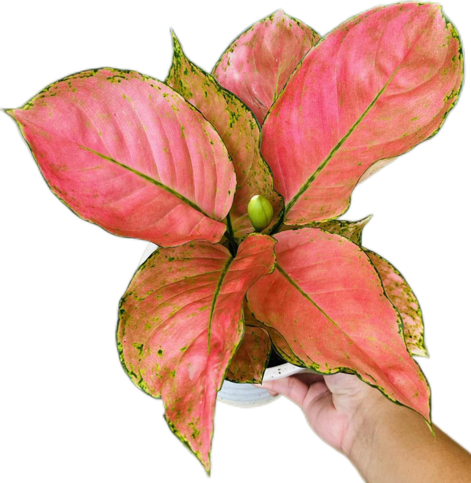 Aglaonema “Valentine Orange” (Orange Valentine Aglaonema) Wholesale Set of 10 Plants