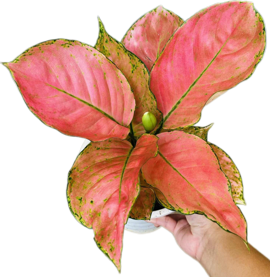 Aglaonema “Valentine Orange” (Orange Valentine Aglaonema) Wholesale Set of 10 Plants