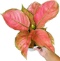 Aglaonema “Valentine Orange” (Orange Valentine Aglaonema) Wholesale Set of 10 Plants