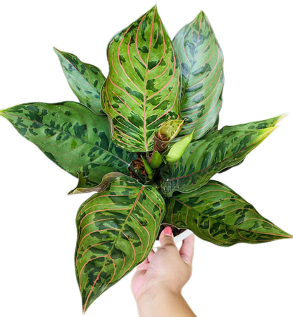 Aglaonema “Red Army” (Red Army Aglaonema) Wholesale Set of 10 Plants