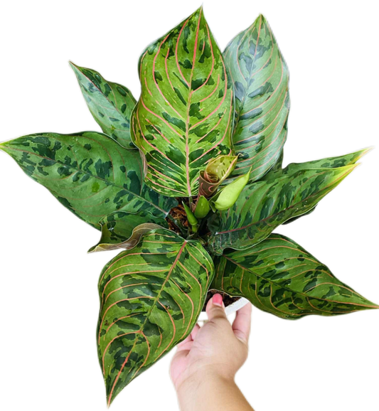 Aglaonema “Red Army” (Red Army Aglaonema) Wholesale Set of 10 Plants