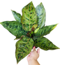 Aglaonema “Red Army” (Red Army Aglaonema) Wholesale Set of 10 Plants