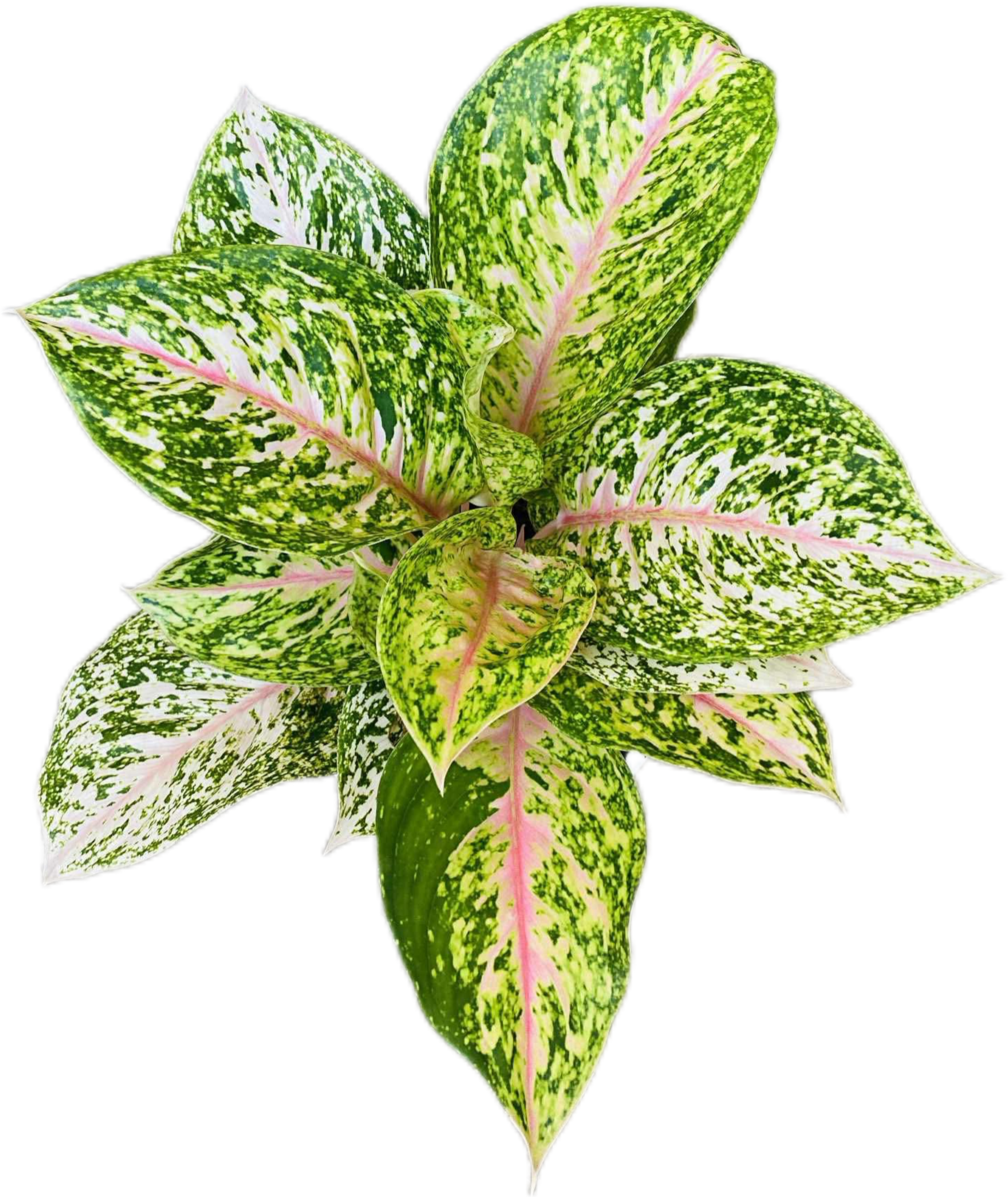 Aglaonema “Samphao Thong” (Golden Sampao Aglaonema) Wholesale Set of 10 Plants