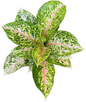 Aglaonema “Samphao Thong” (Golden Sampao Aglaonema) Wholesale Set of 10 Plants