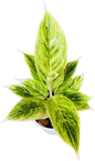 Aglaonema “Siam Gold” (Golden Siam Aglaonema) Wholesale Set of 10 Plants