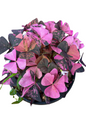 Oxalis Triangularis Variegated