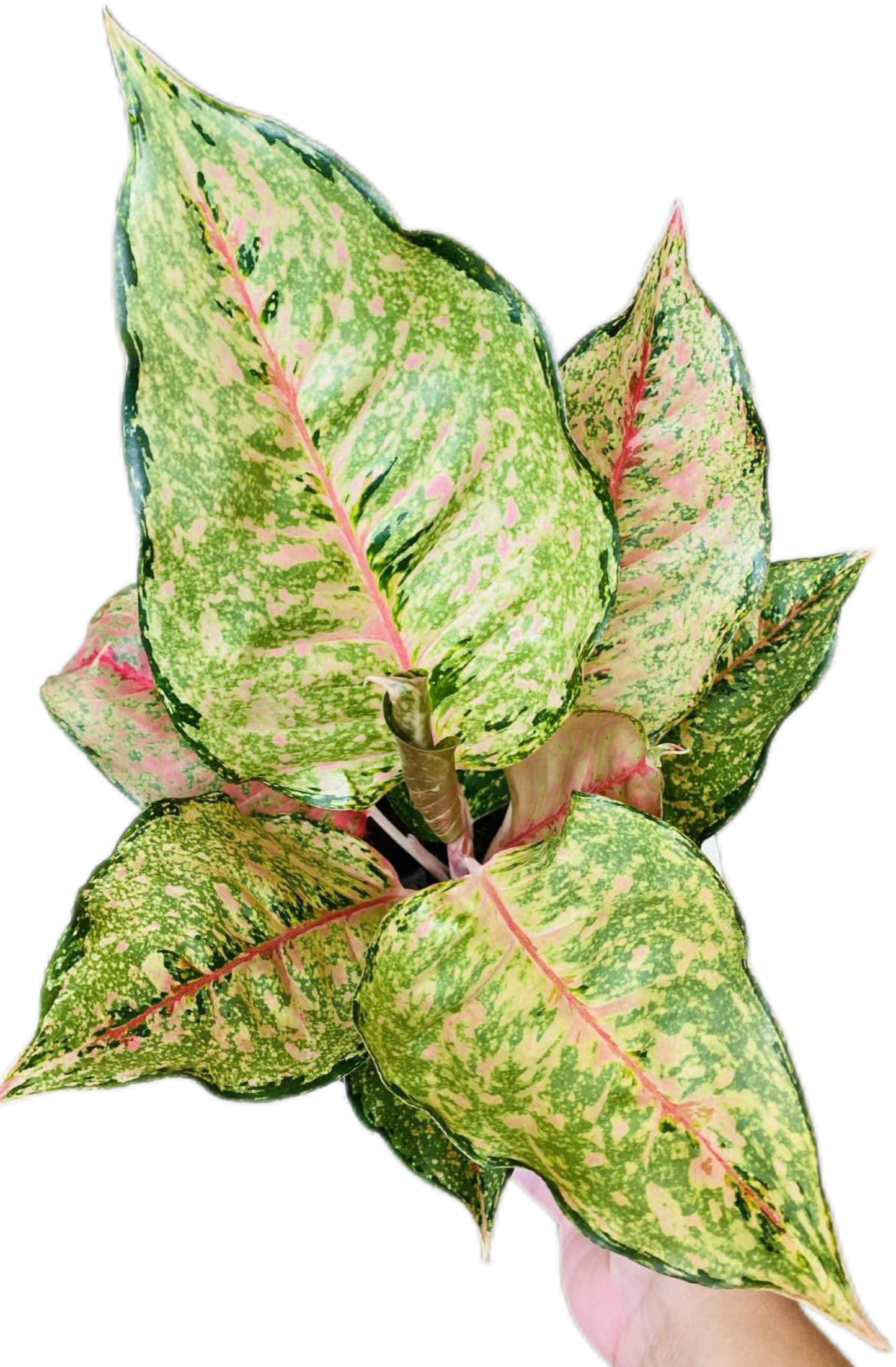 Aglaonema “Fortune” (Fortune Aglaonema) Wholesale Set of 10 Plants