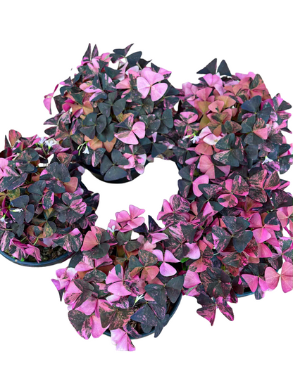 Oxalis Triangularis Variegated