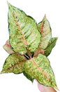Aglaonema “Fortune” (Fortune Aglaonema) Wholesale Set of 10 Plants