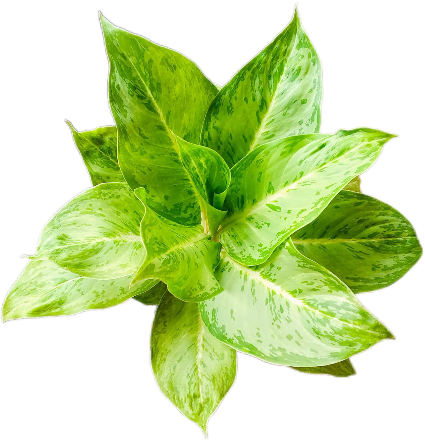 Aglaonema “Silver Rose” (Silver Rose Aglaonema) Wholesale Set of 10 Plants