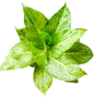 Aglaonema “Silver Rose” (Silver Rose Aglaonema) Wholesale Set of 10 Plants