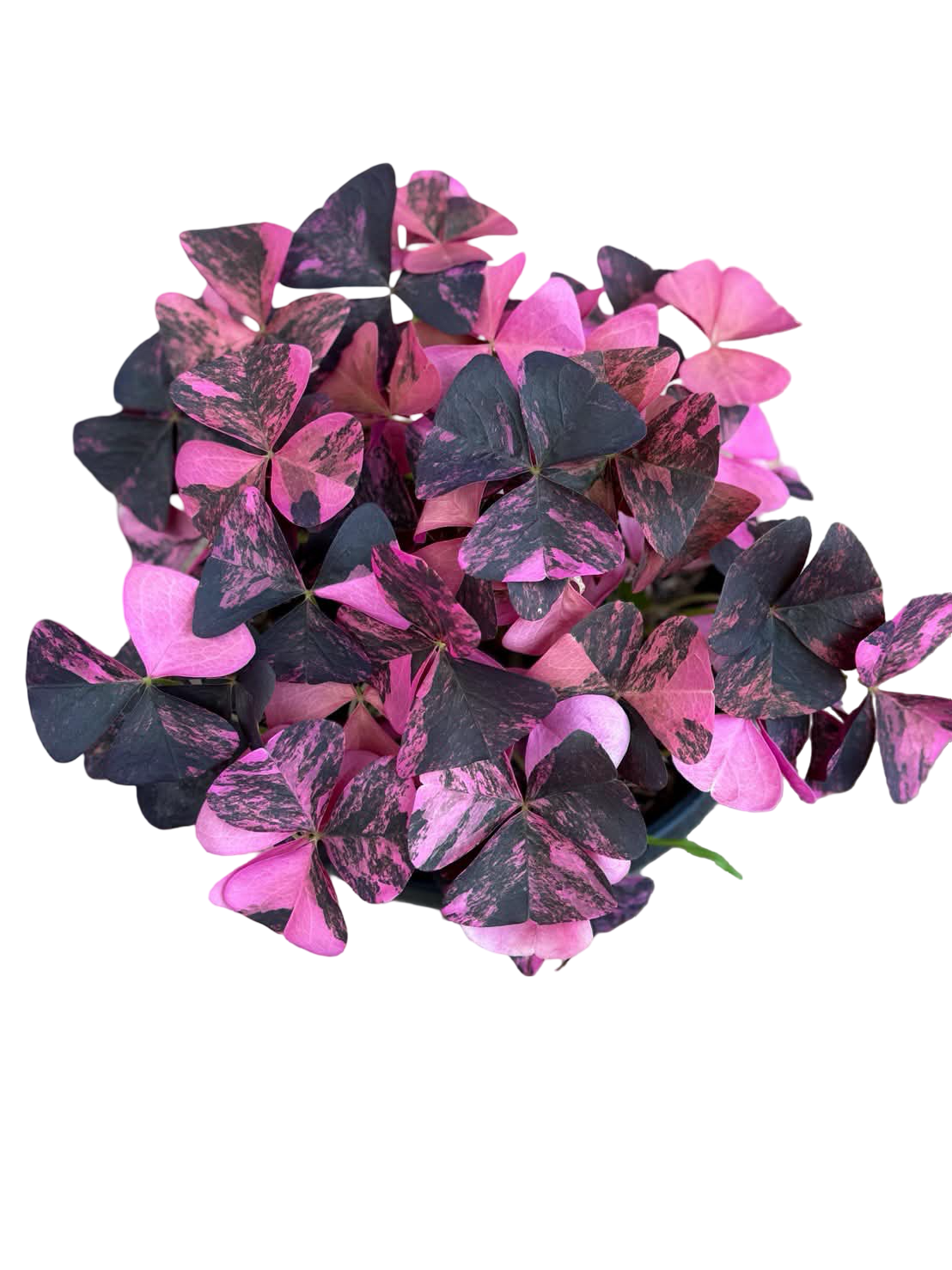 Buy Oxalis Triangularis Variegated | Thailand Export