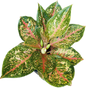 Aglaonema “40 Carat” (40 Carat Aglaonema) Wholesale Set of 10 Plants