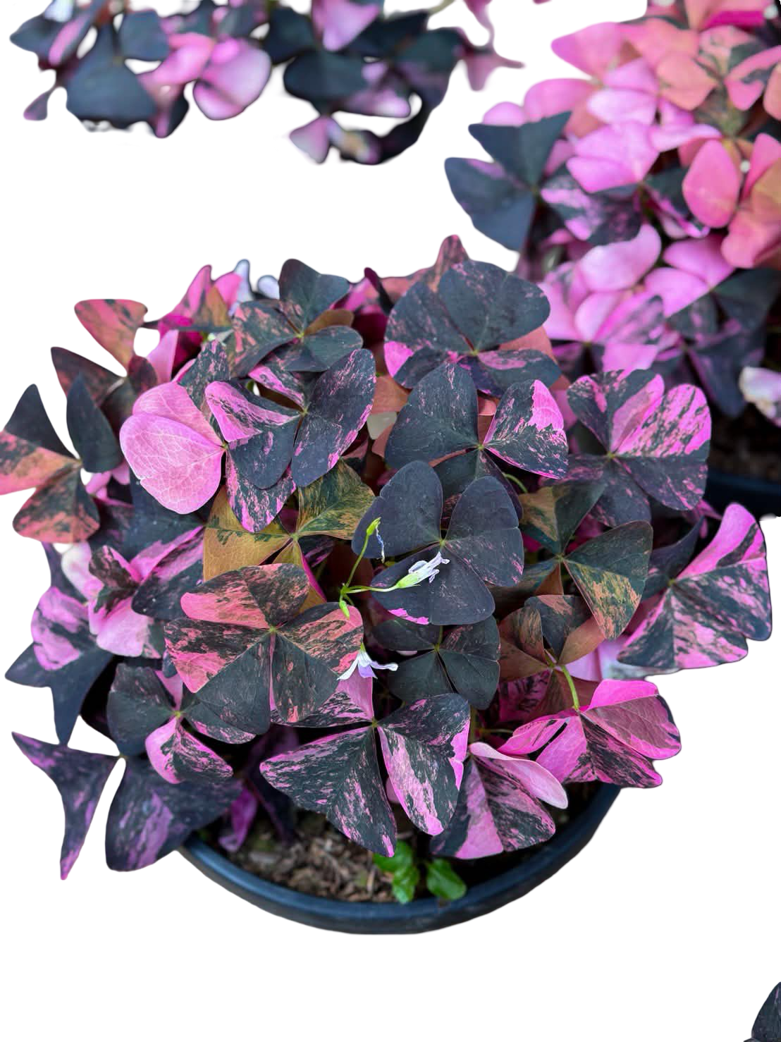 Buy Oxalis Triangularis Variegated | Thailand Export
