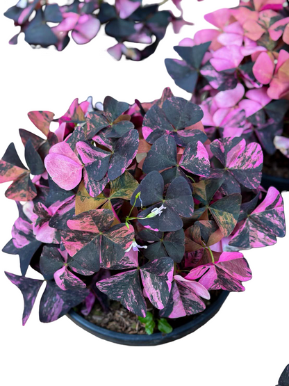 Buy Oxalis Triangularis Variegated | Thailand Export
