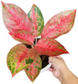 Aglaonema “Mongkhon Mani” (Lucky Jewel Aglaonema) Wholesale Set of 10 Plants