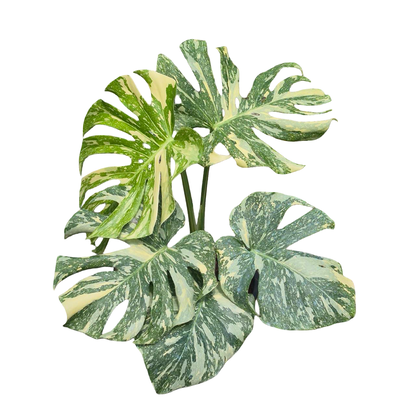 Buy Monstera Deliciosa “White Snow” | Thailand Export