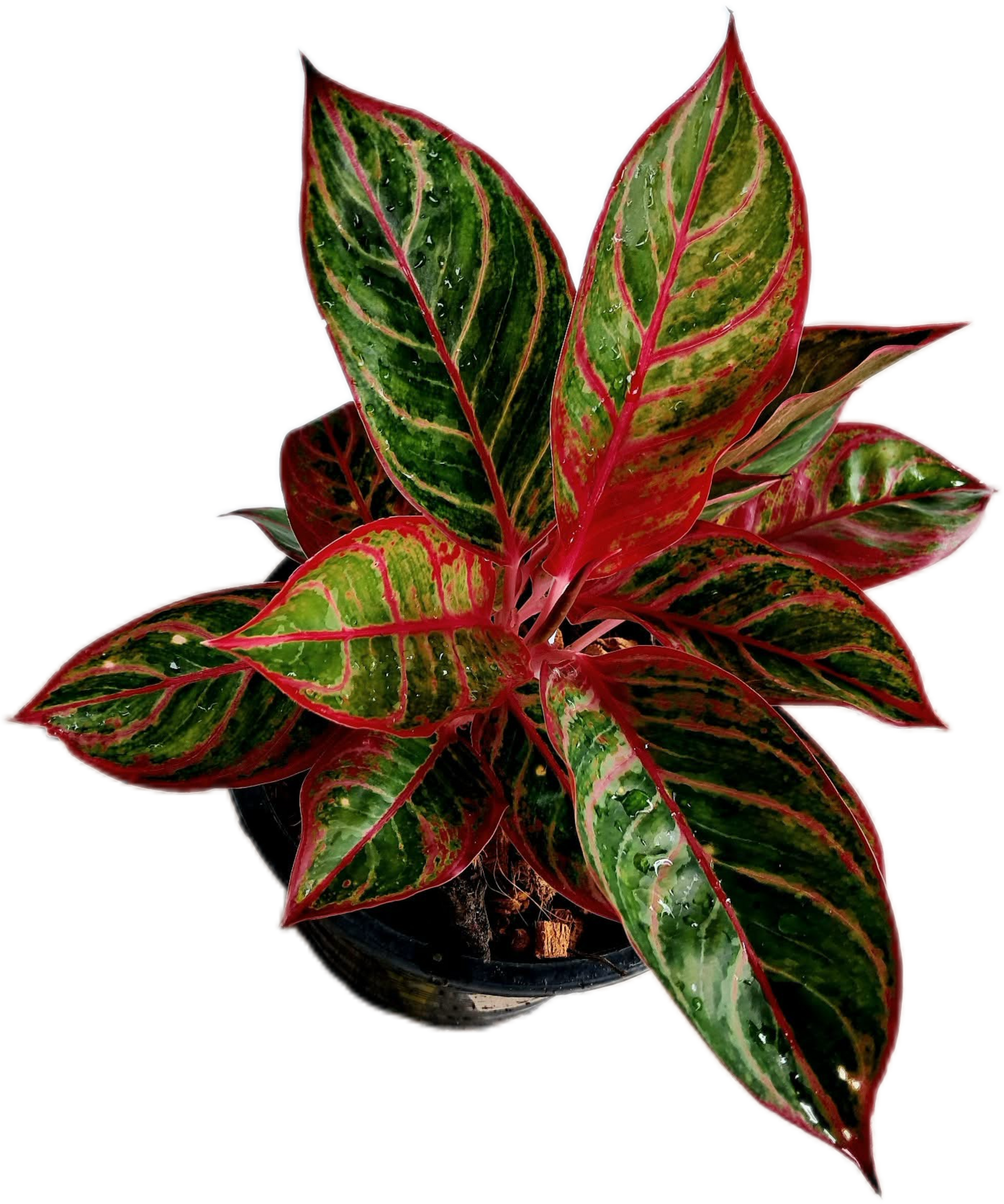Aglaonema “Mangkon Fai” (Fire Dragon Aglaonema) Wholesale Set of 10 Plants