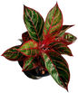 Aglaonema “Mangkon Fai” (Fire Dragon Aglaonema) Wholesale Set of 10 Plants