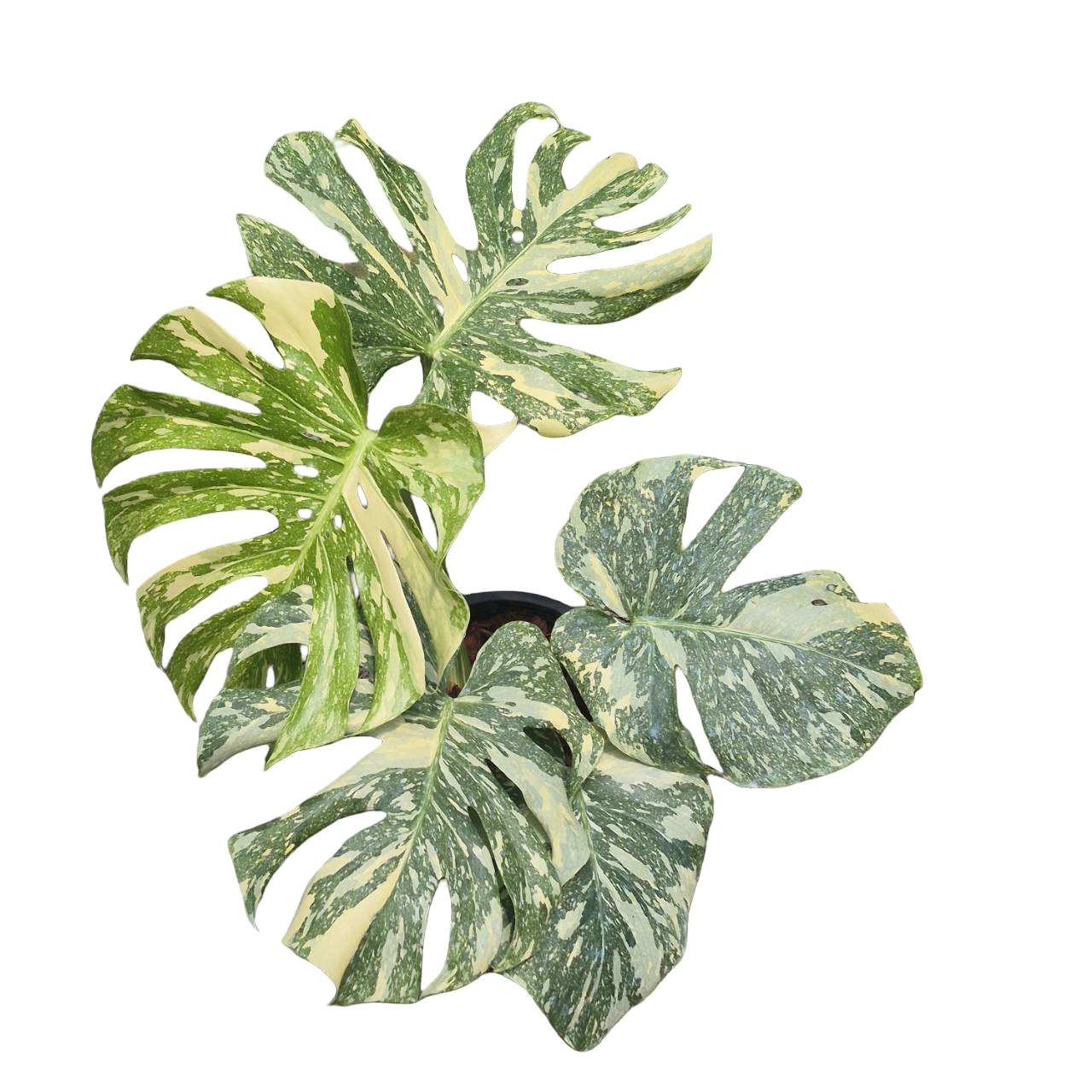 Buy Monstera Deliciosa “White Snow” | Thailand Export