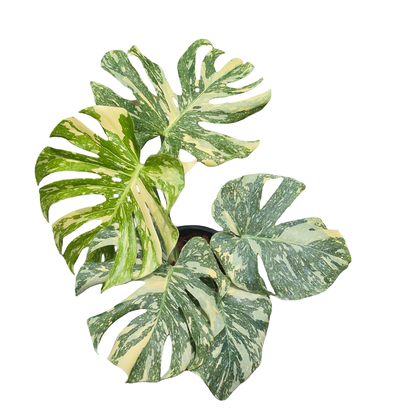 Monstera Deliciosa “White Snow”
