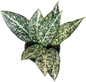 Aglaonema “Moradok Lok” (World Heritage Aglaonema) Wholesale Set of 10 Plants