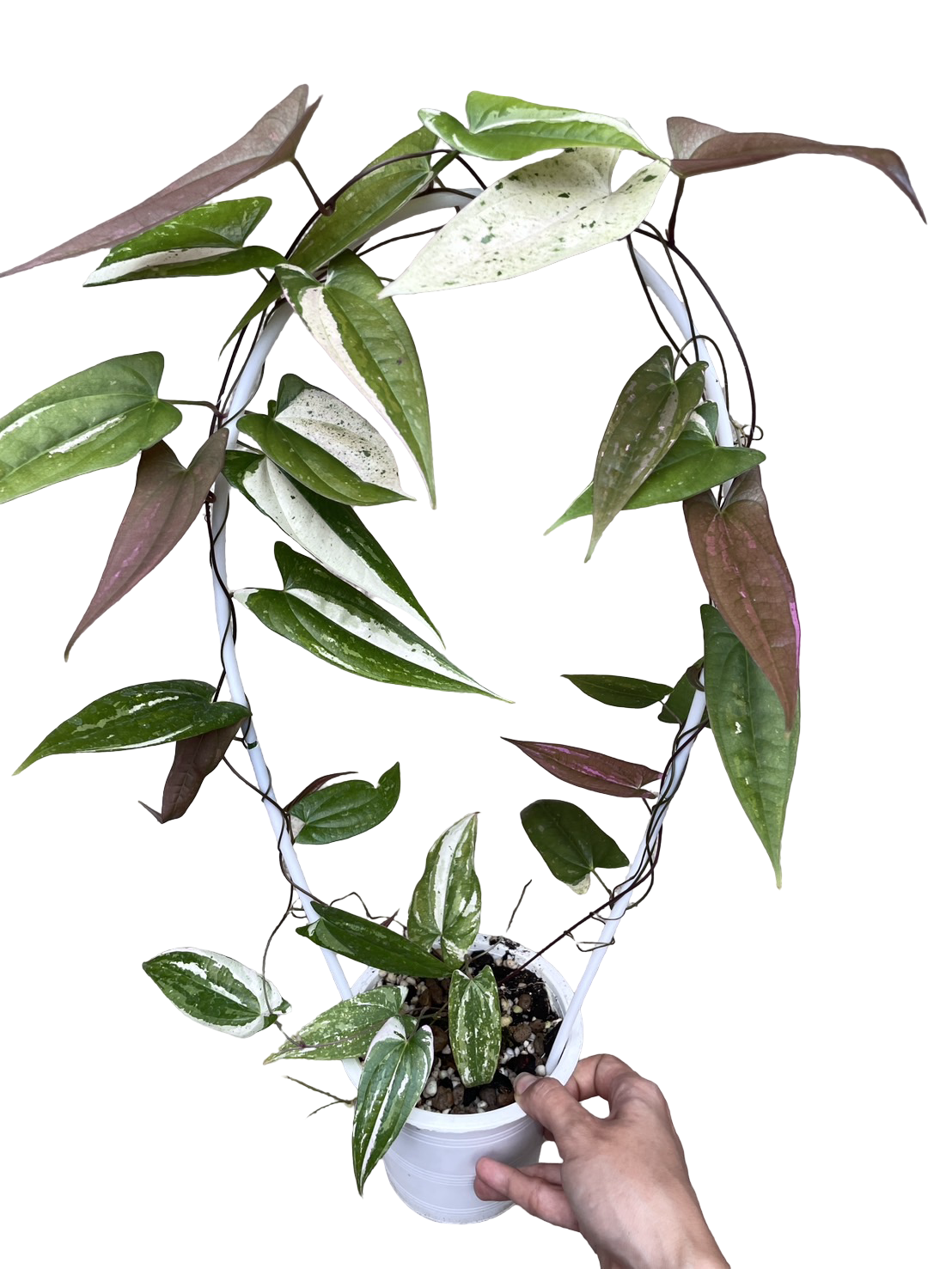 Dioscorea transversa | Mother Plant Large Size
