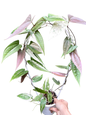 Dioscorea transversa | Mother Plant Large Size