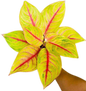 Aglaonema “Kwak Thongkham” (Golden Fortune Aglaonema) Wholesale Set of 10 Plants