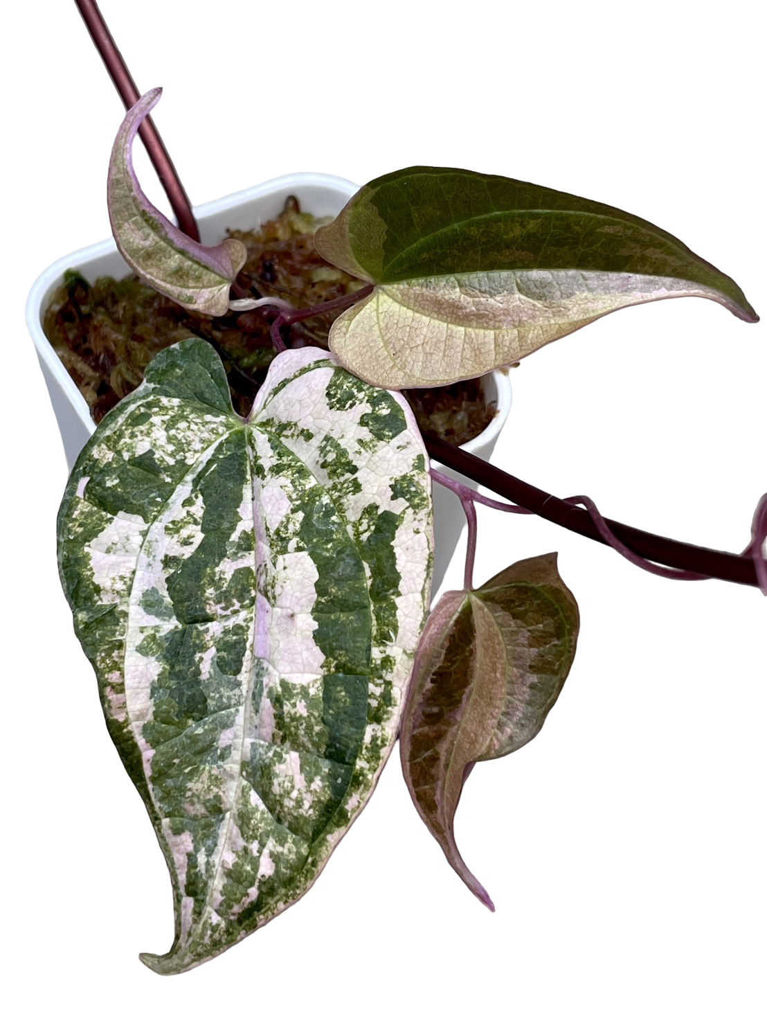 Dioscorea “Pink Satun”