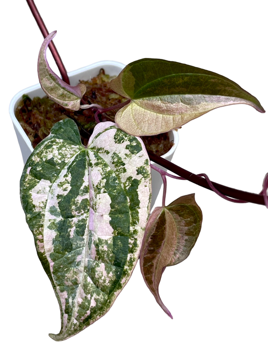 Dioscorea “Pink Satun”