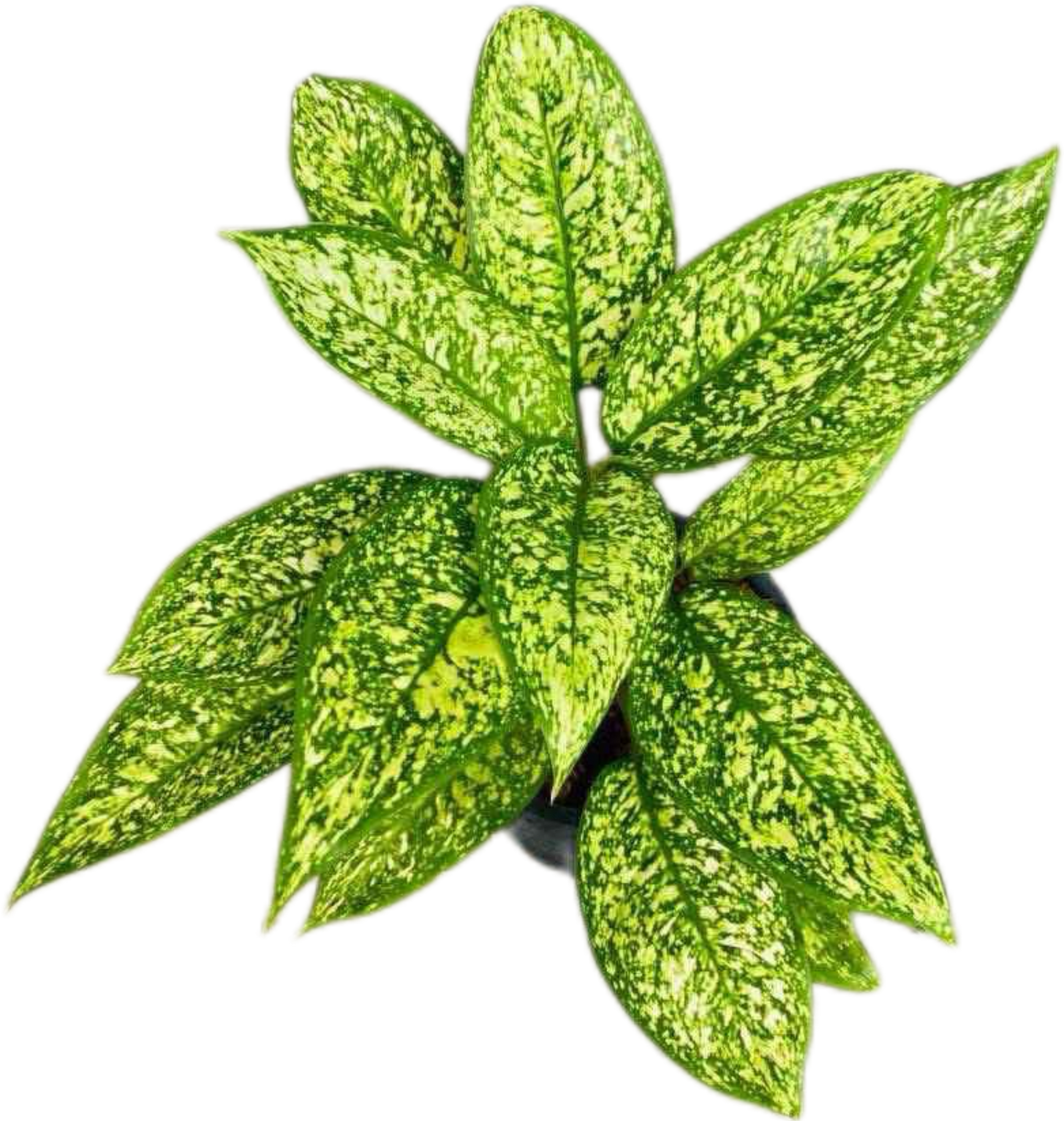 Aglaonema “Chao Mueang Ratch” (Royal City Aglaonema) Wholesale Set of 10 Plants