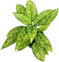 Aglaonema “Chao Mueang Ratch” (Royal City Aglaonema) Wholesale Set of 10 Plants