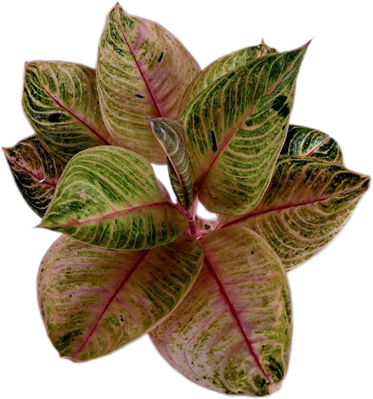 Aglaonema “Moonlight” (Moonlight Aglaonema) Wholesale Set of 10 Plants