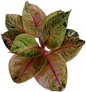 Aglaonema “Moonlight” (Moonlight Aglaonema) Wholesale Set of 10 Plants