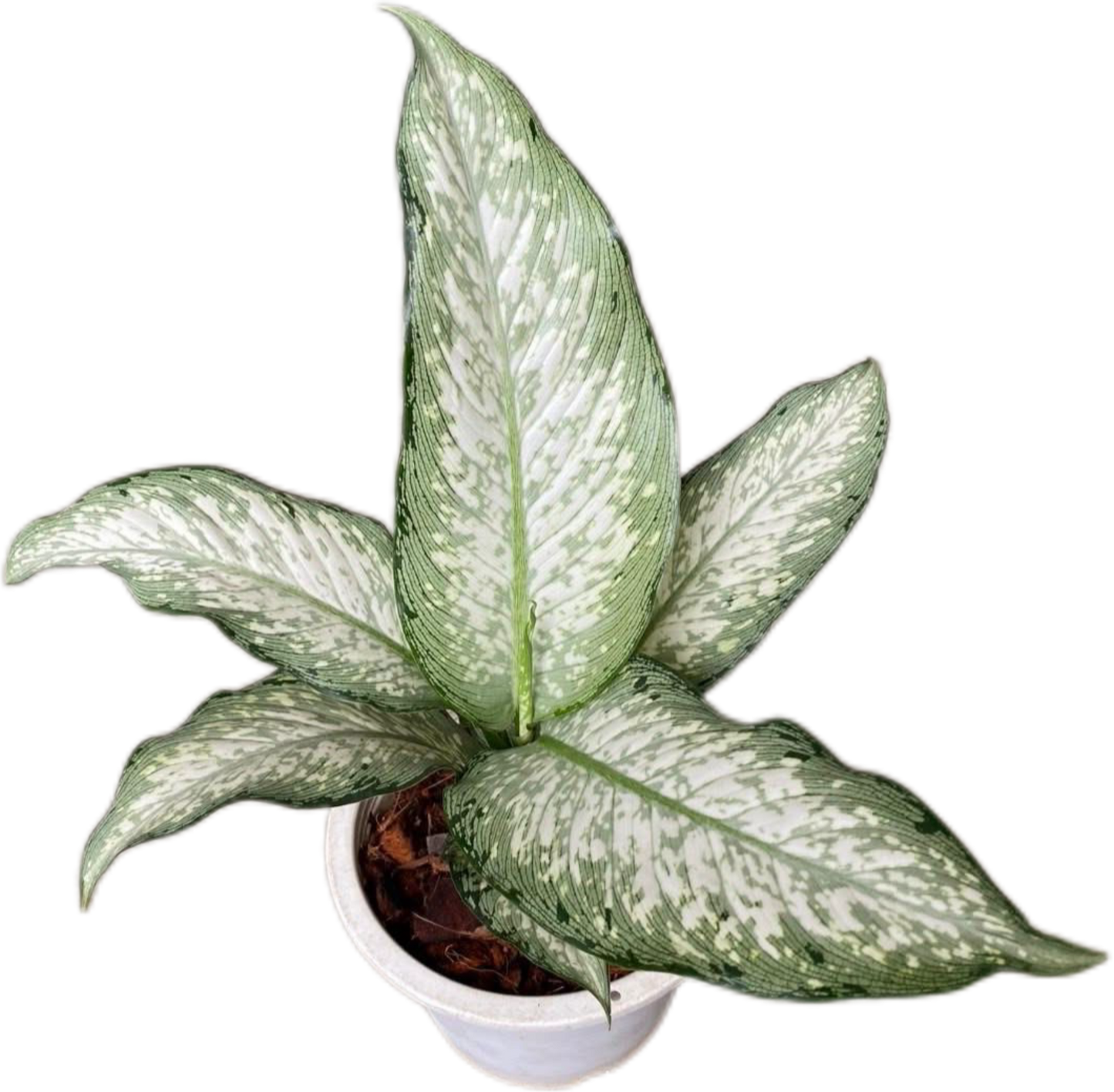 Aglaonema “Udomsub” (Silver Wealth Aglaonema) Wholesale Set of 10 Plants