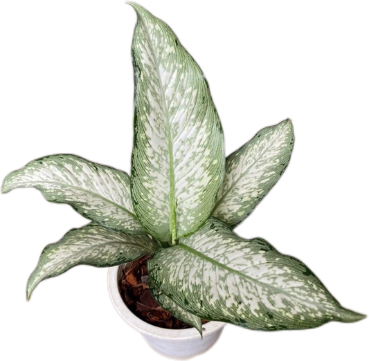 Aglaonema “Udomsub” (Silver Wealth Aglaonema) Wholesale Set of 10 Plants
