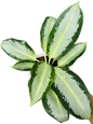 Aglaonema “Rasamee Ngern” (Silver Radiance Aglaonema) Wholesale Set of 10 Plants