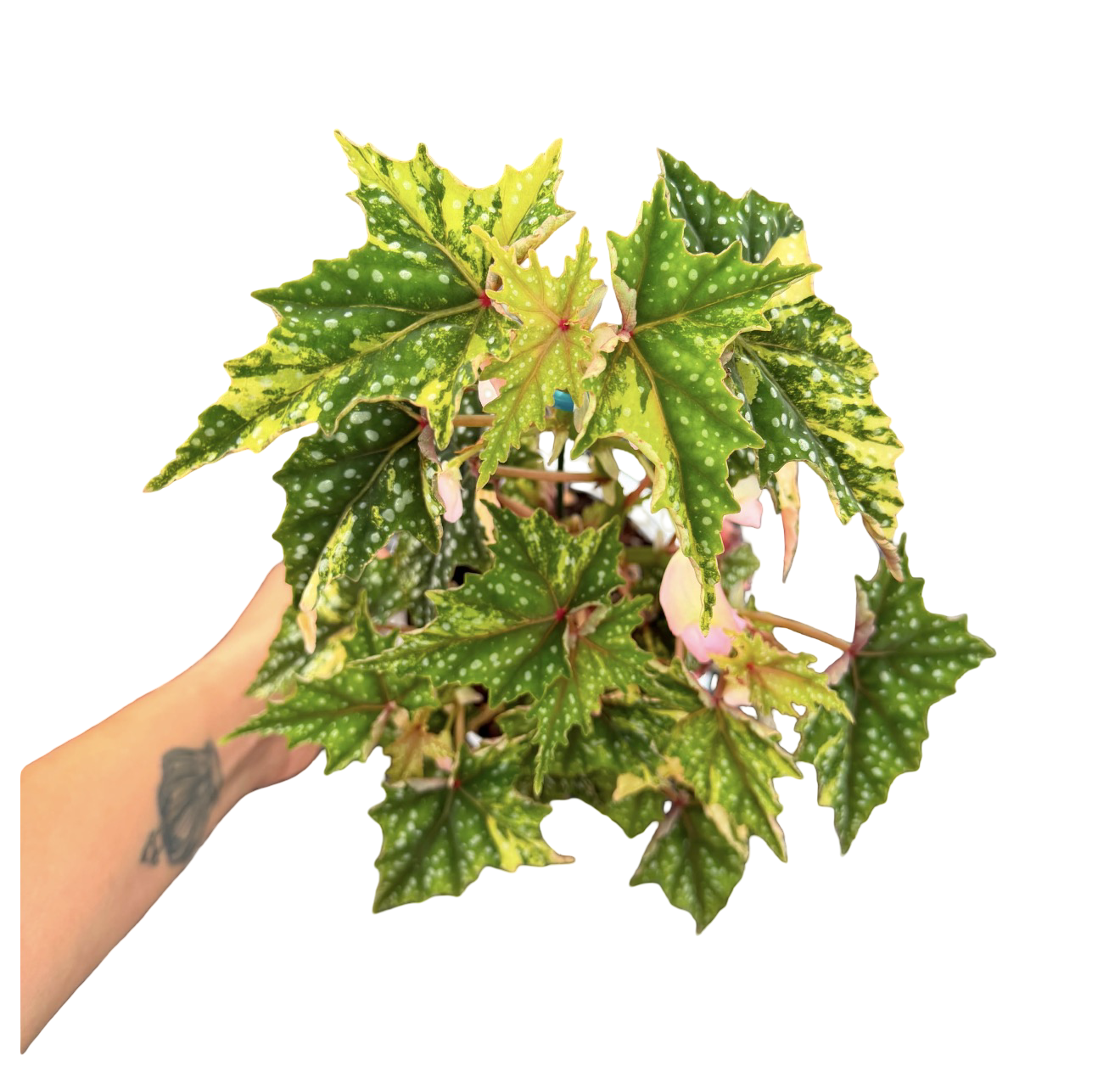 Begonia ‘Izumo no Kiraboshi’ Aurea Variegated Big Size