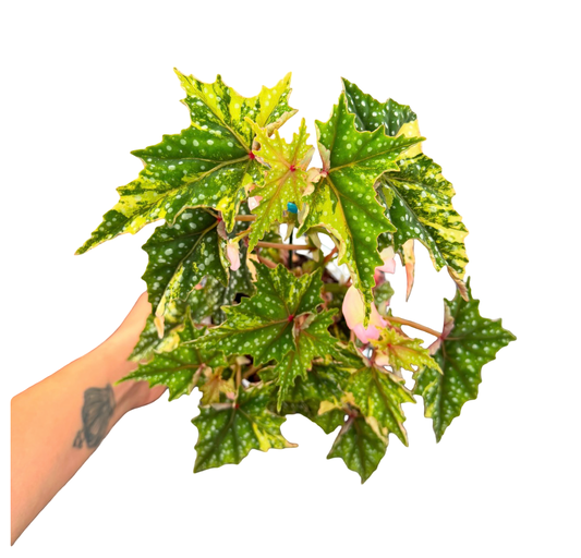 Begonia ‘Izumo no Kiraboshi’ Aurea Variegated Big Size