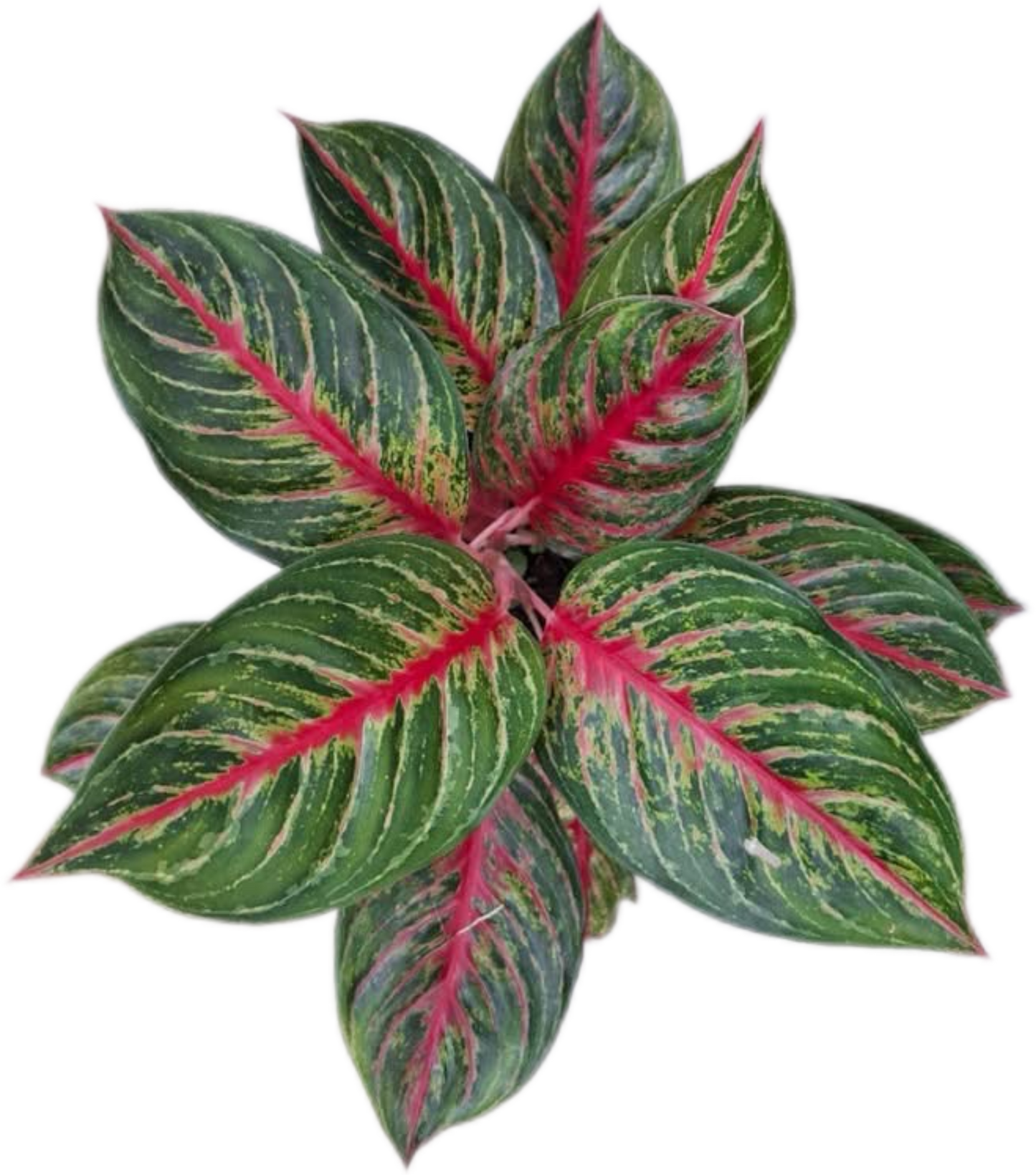 Aglaonema “Amnat Charoen” (Power & Prosperity Aglaonema) Wholesale Set of 10 Plants