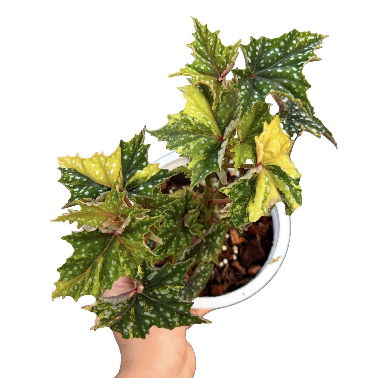 Begonia ‘Izumo no Kiraboshi’ Aurea Variegated Big Size