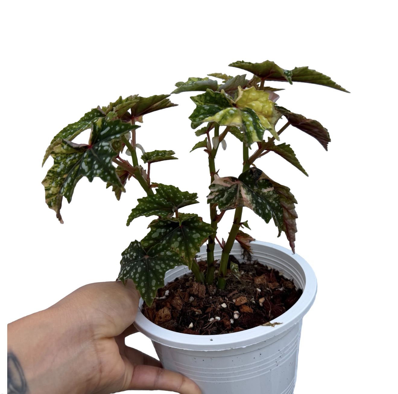 Begonia ‘Izumo no Kiraboshi’ Aurea Variegated Big Size