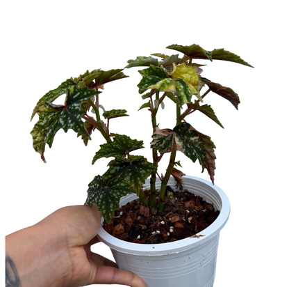 Begonia ‘Izumo no Kiraboshi’ Aurea Variegated Big Size
