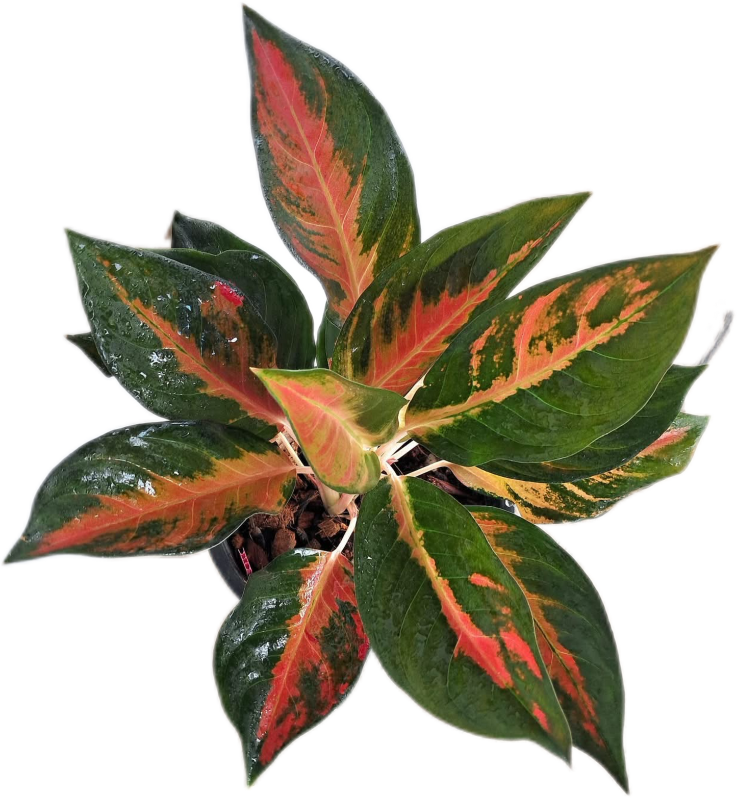 Aglaonema “Suksomjai Pong Tricolor”Wholesale Set of 10 Plants